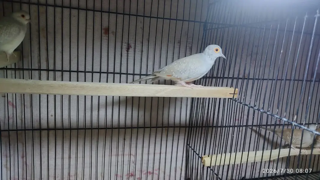 Red diamond dove Pairs for sale. — photo 5