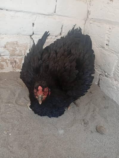 kurak lasani madi with 4 chicks