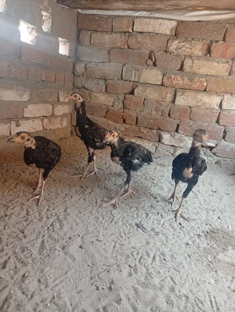 kurak lasani madi with 4 chicks — photo 2