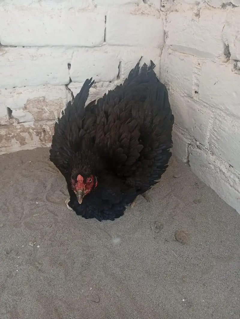 kurak lasani madi with 4 chicks — photo 3