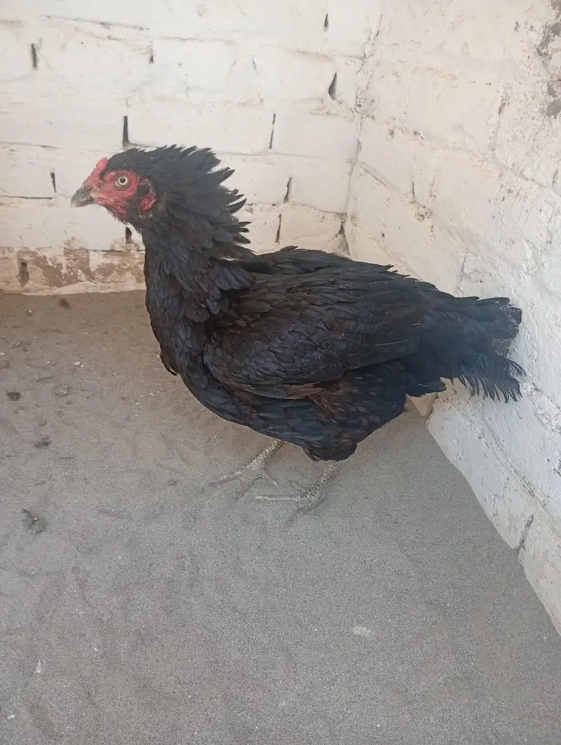kurak lasani madi with 4 chicks — photo 4
