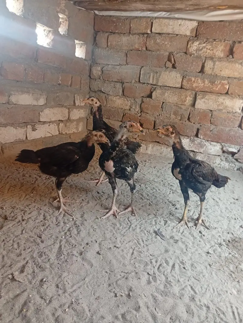 kurak lasani madi with 4 chicks — photo 5