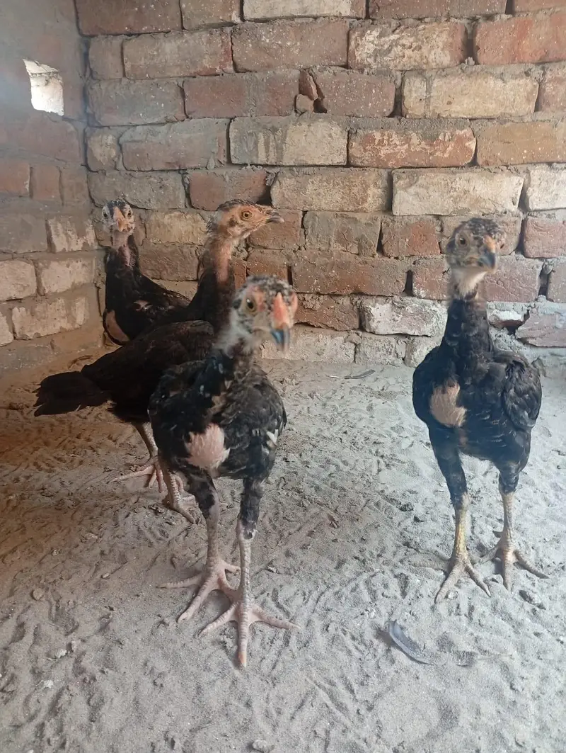 kurak lasani madi with 4 chicks — photo 6