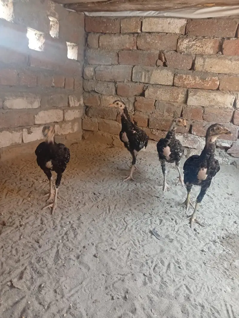 kurak lasani madi with 4 chicks — photo 7