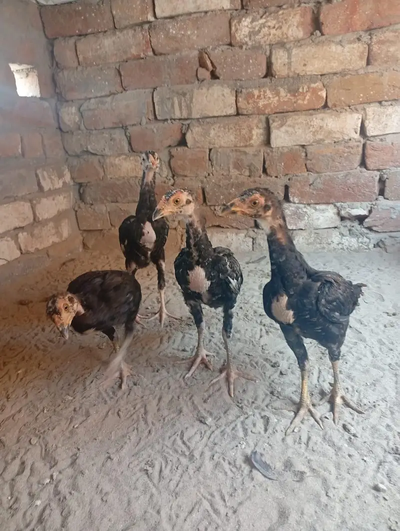 kurak lasani madi with 4 chicks — photo 8