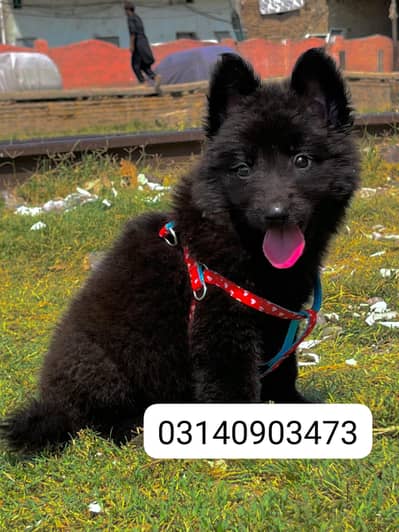 German Shepherd Puppy | Long Coat German shepherd Female For Sale