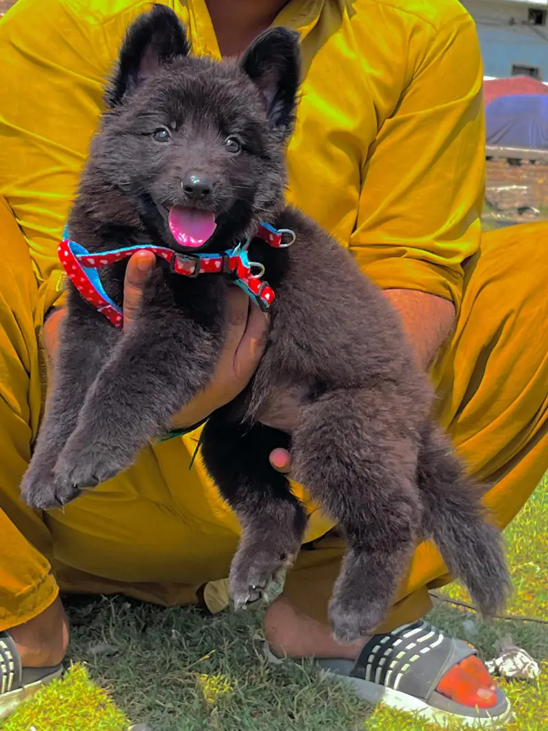 German Shepherd Puppy | Long Coat German shepherd Female For Sale — photo 3