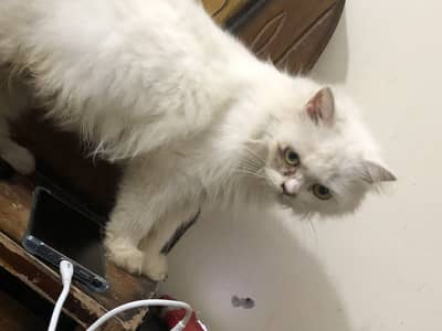 Female cat