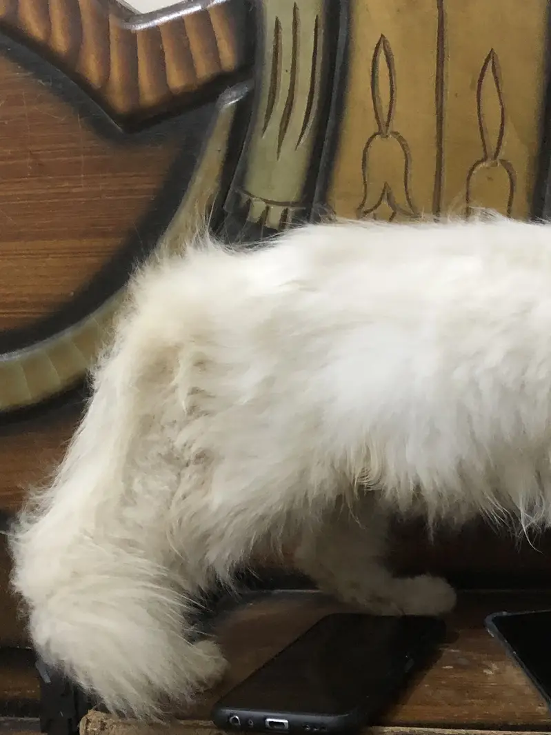 Female cat — photo 2