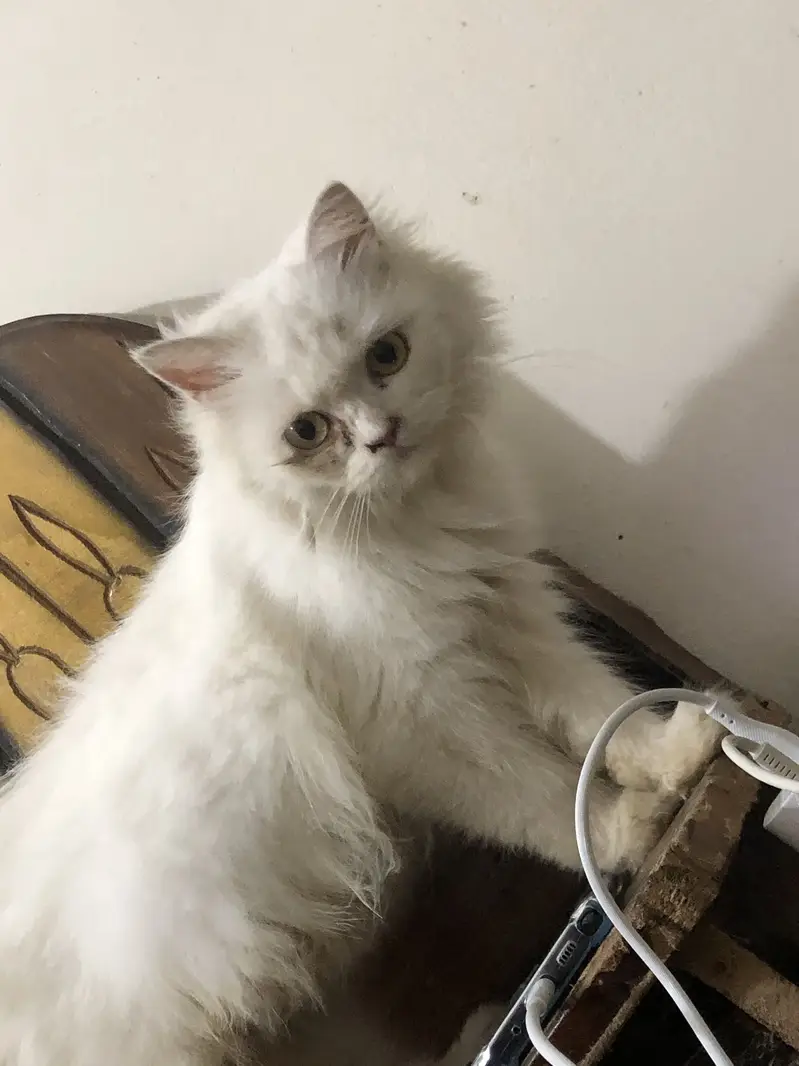 Female cat — photo 3