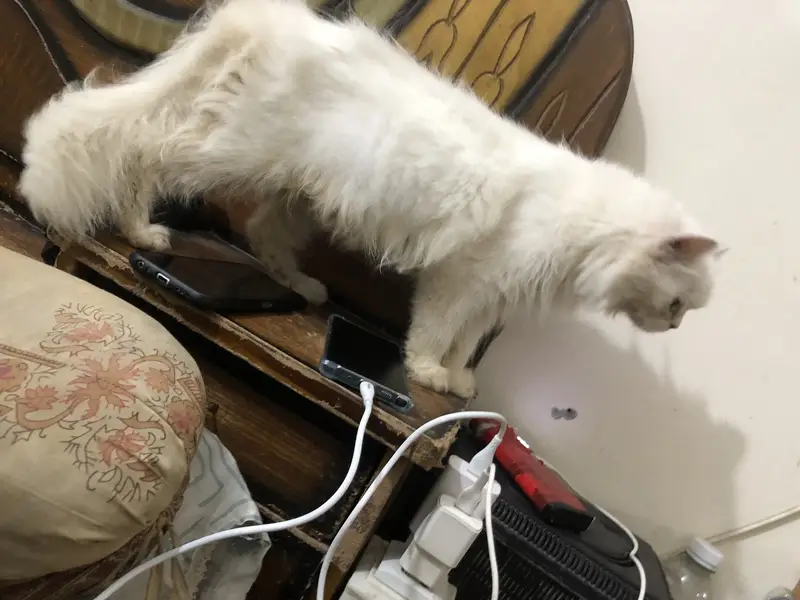 Female cat — photo 4
