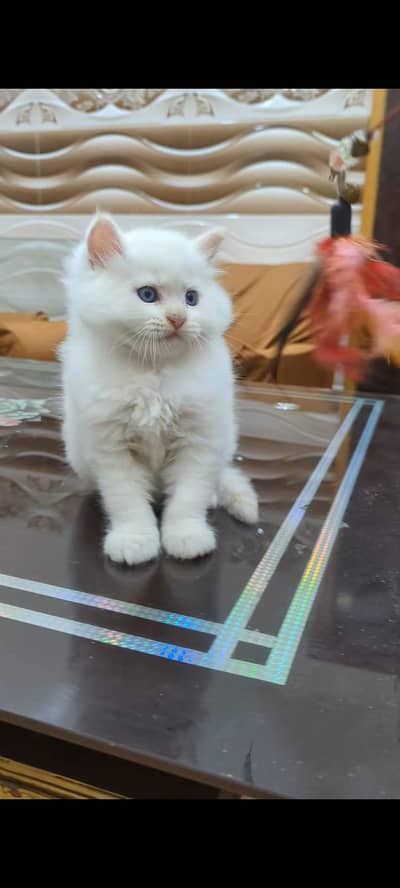 pure Persian cats vaccinated triple coated WhatsApp/0341/2761121/