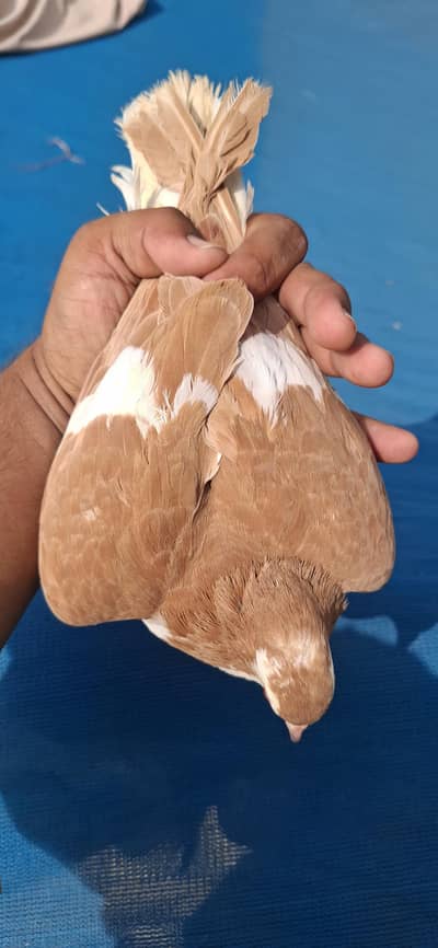 kala chap sehrazi breeder pair 2500 lal sherazi gandedar par pice 1000