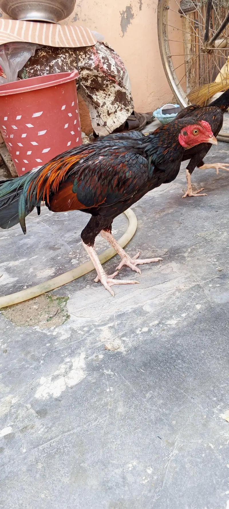 Aseel Murgha — photo 3