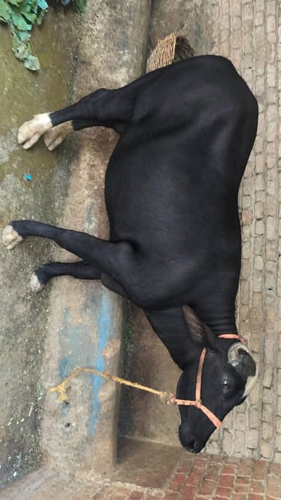 Buffalo  for sale