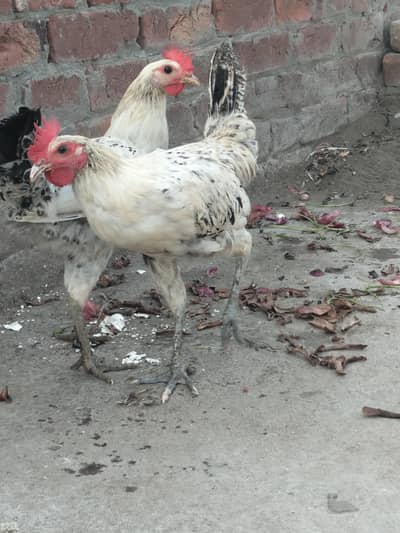 Misri Pathy For Sale