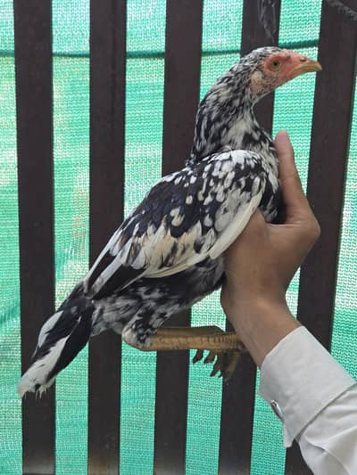 aseel Madi forsale