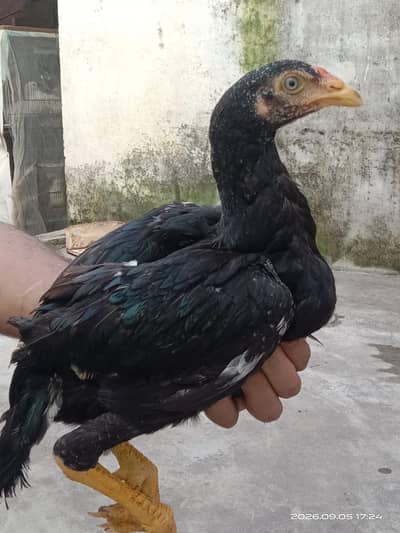 Home Breed(03132527080)