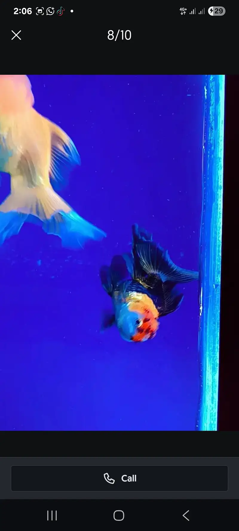 6 imported gold fishes for sale