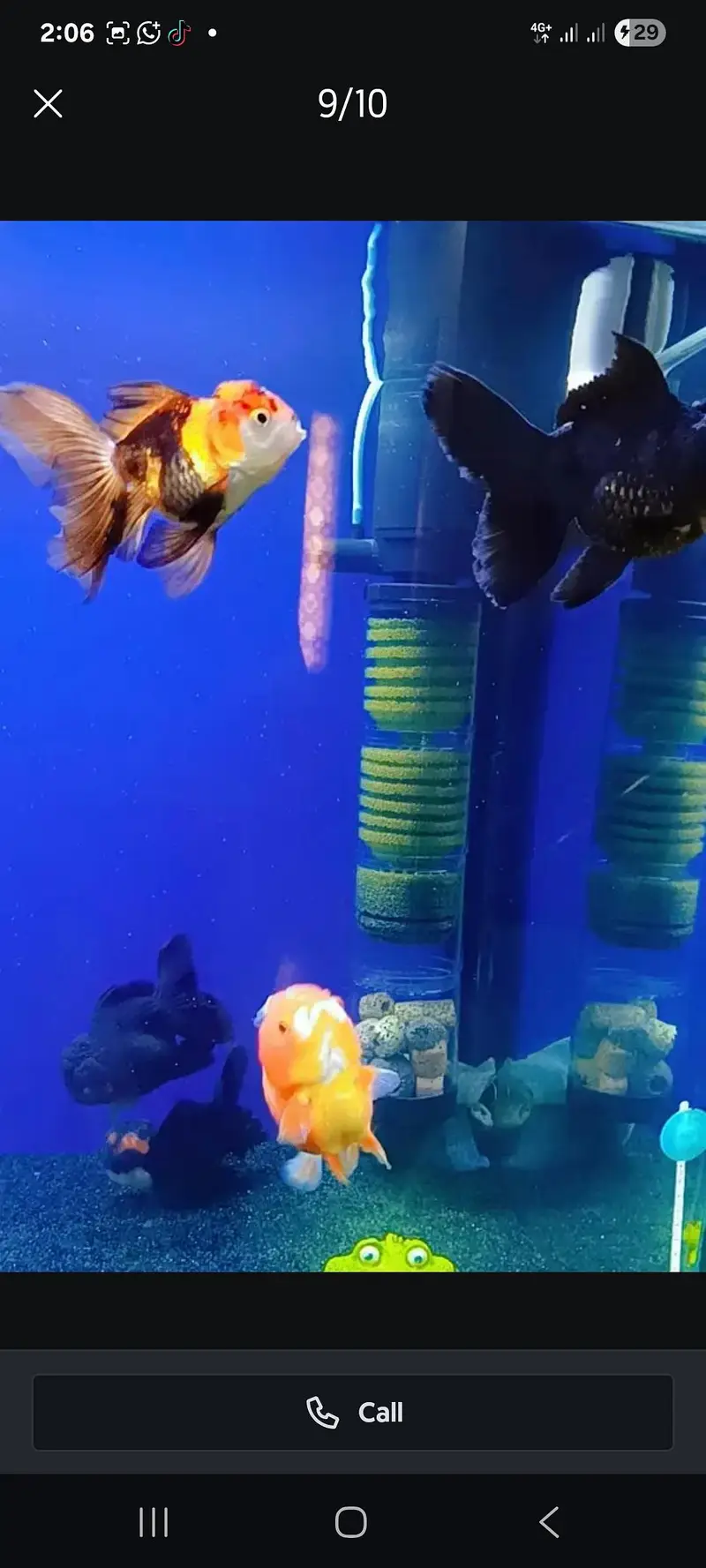 6 imported gold fishes for sale — photo 2
