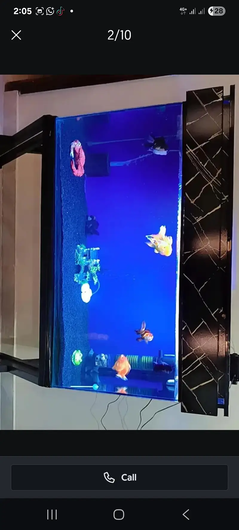 6 imported gold fishes for sale — photo 5