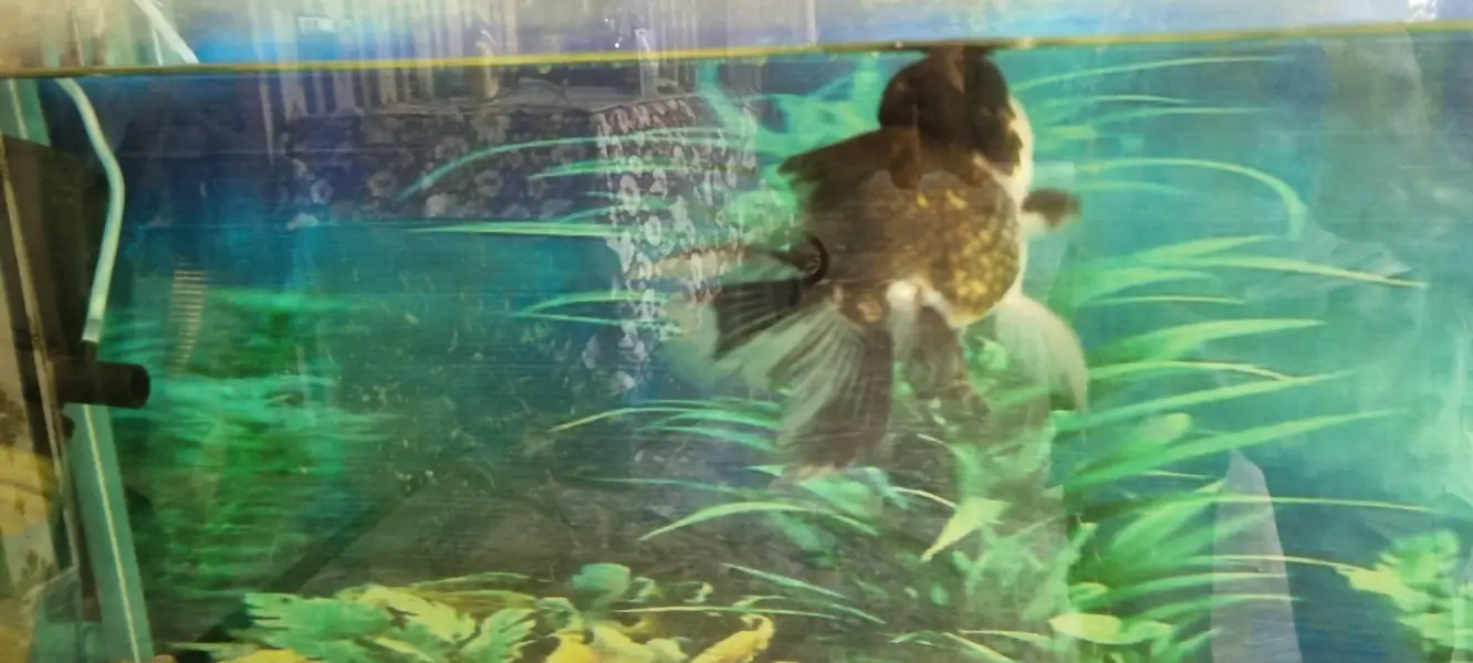6 imported gold fishes for sale — photo 7
