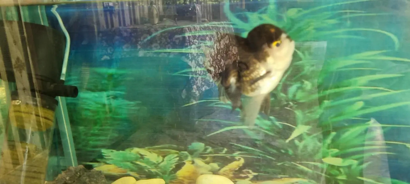 6 imported gold fishes for sale — photo 8