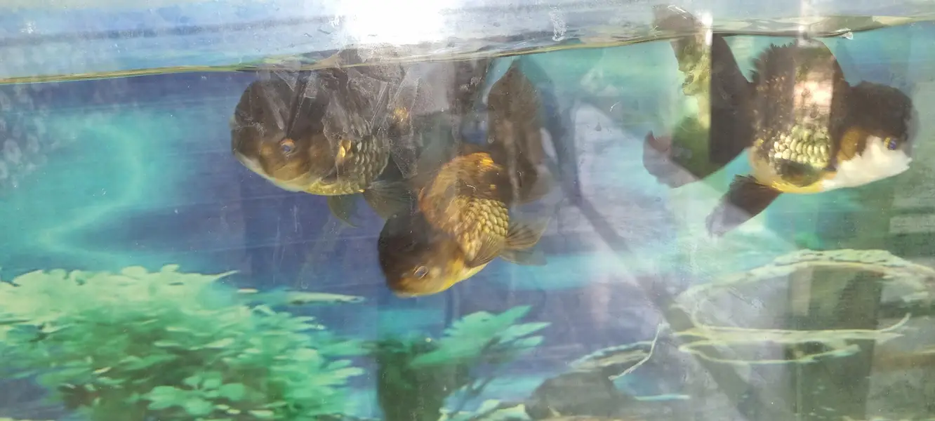 6 imported gold fishes for sale — photo 9