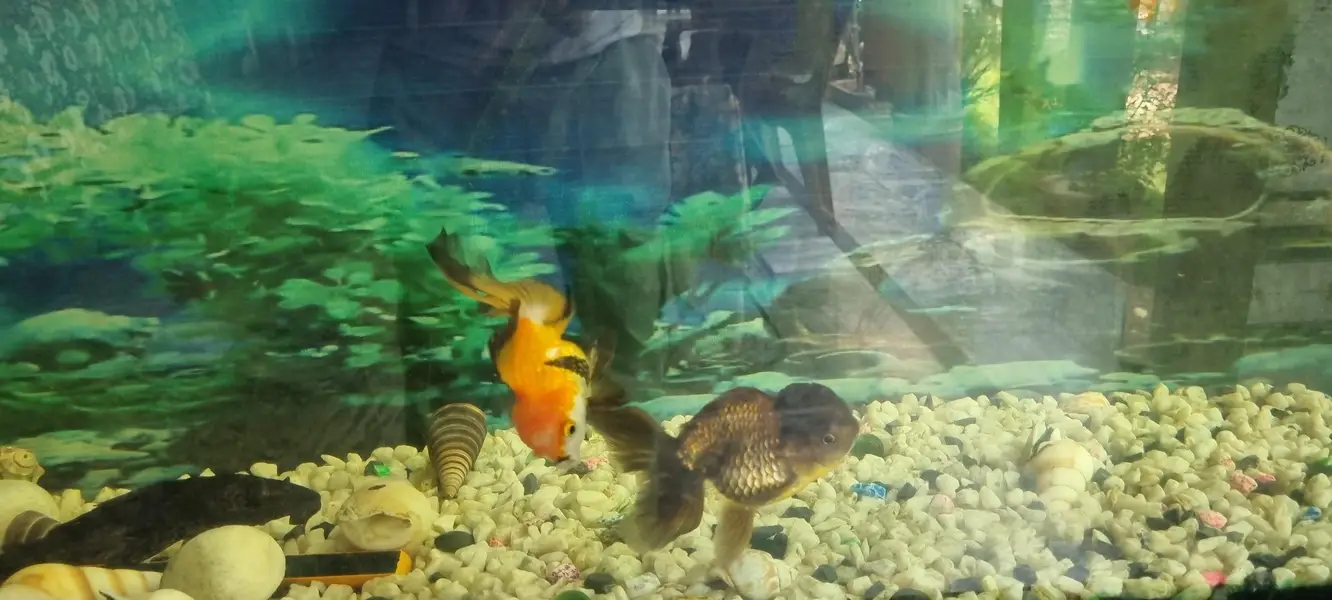 6 imported gold fishes for sale — photo 10