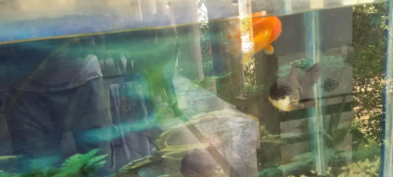6 imported gold fishes for sale — photo 11