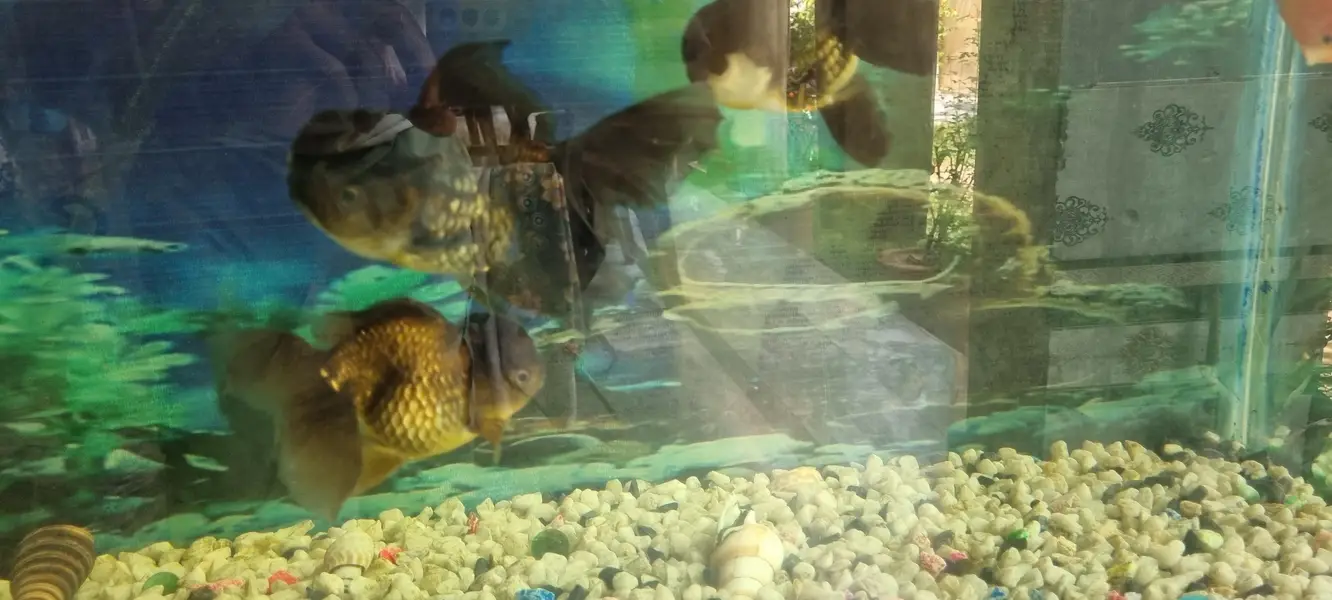 6 imported gold fishes for sale — photo 12