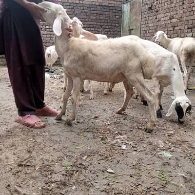 dumba for sale