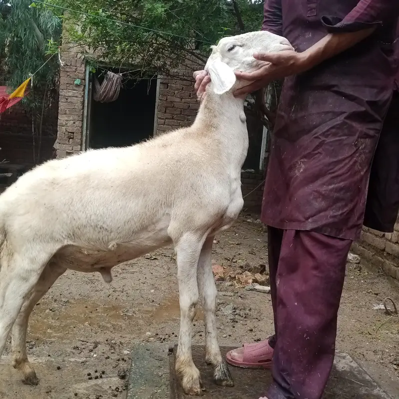 dumba for sale — photo 2