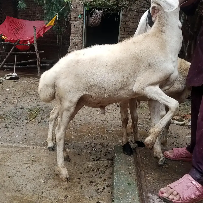dumba for sale — photo 3