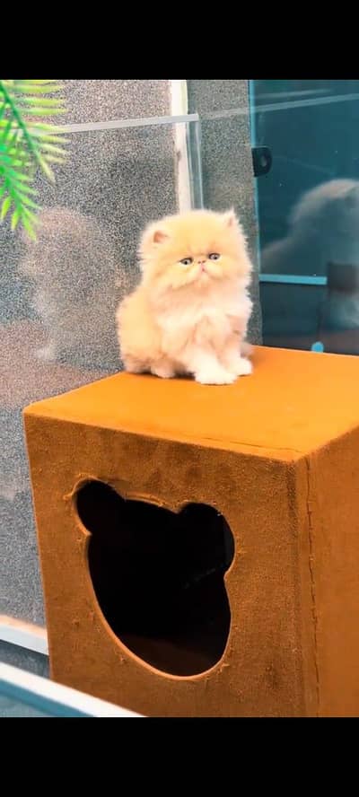 pure Persian cats vaccinated triple coated WhatsApp/0341/2761121/