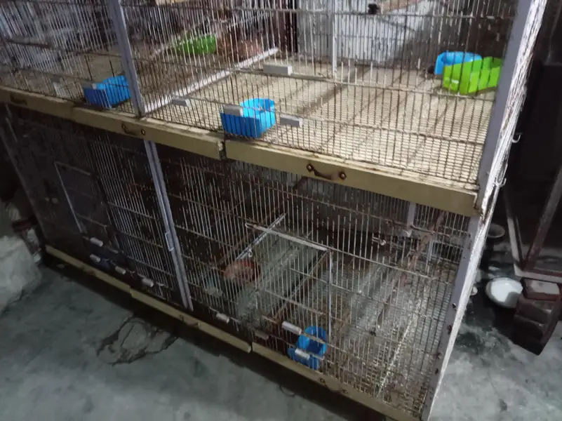 colony cages — photo 2
