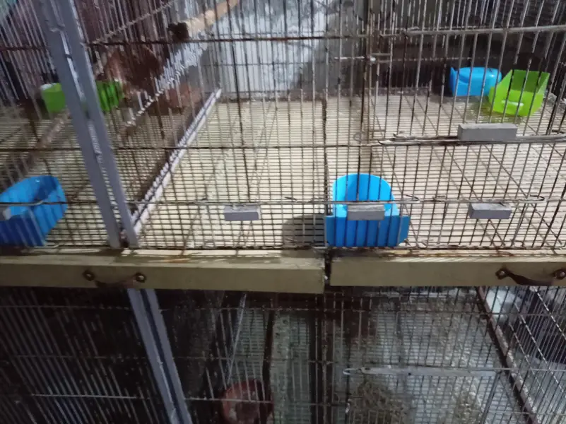 colony cages — photo 3