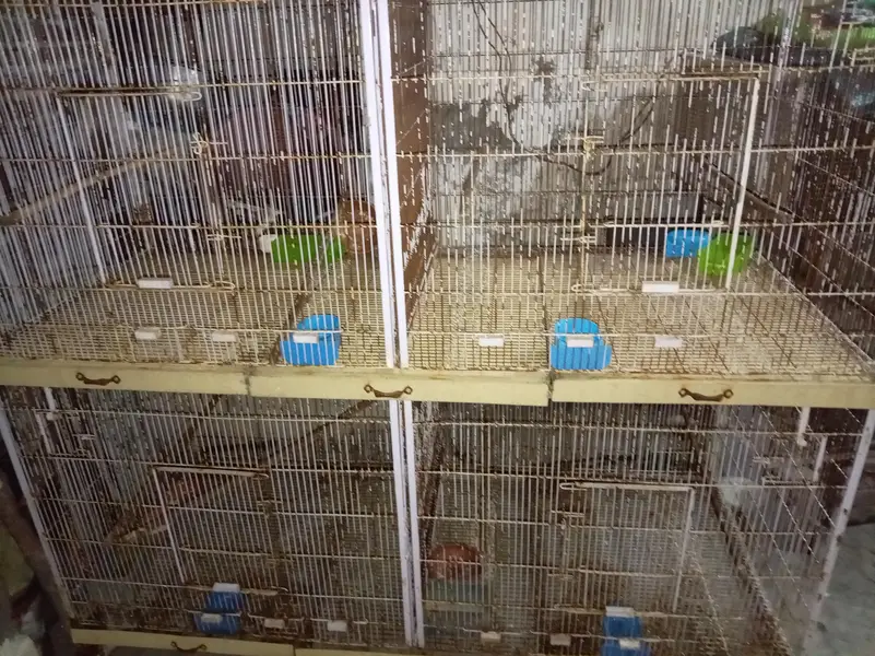 colony cages — photo 4
