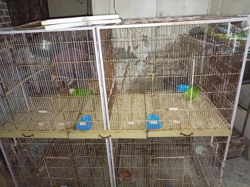 colony cages — photo 5