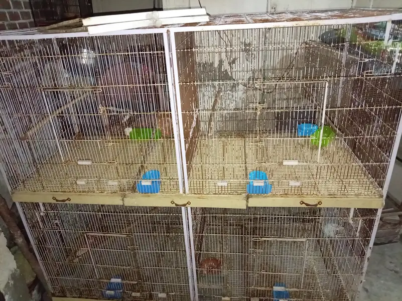 colony cages — photo 6