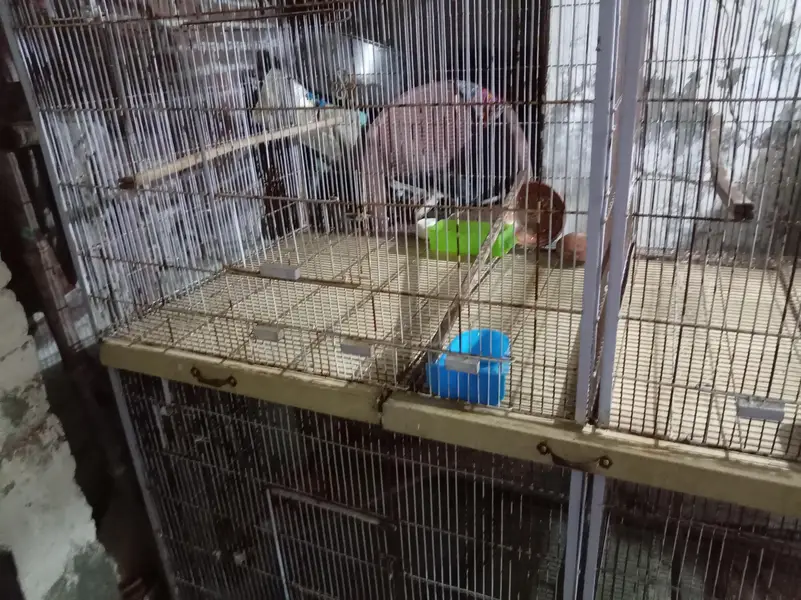 colony cages — photo 7