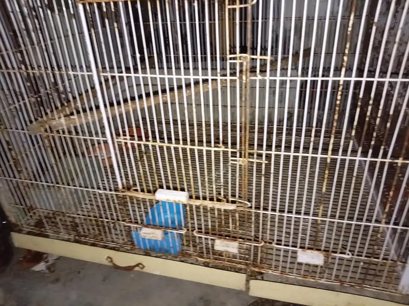 colony cages — photo 8