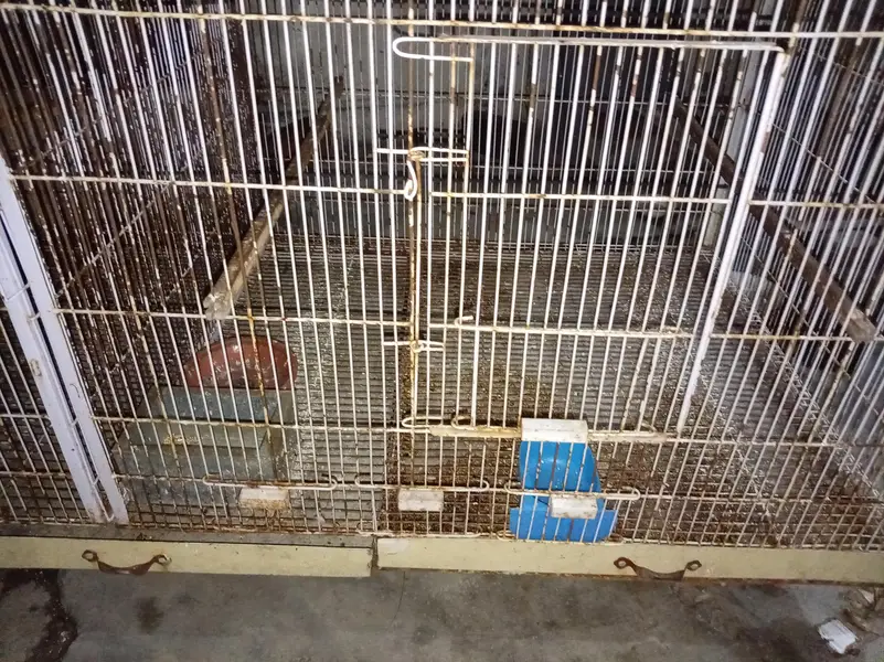 colony cages — photo 9