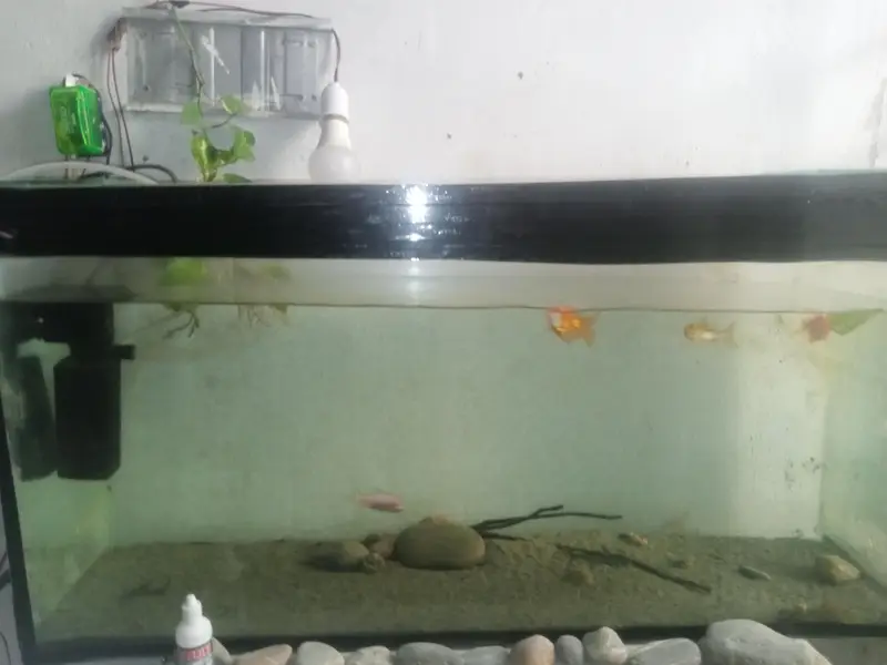 Big 3ft Glass Tank Full Set 7000 - Filter Pump,air pump and sand — photo 2