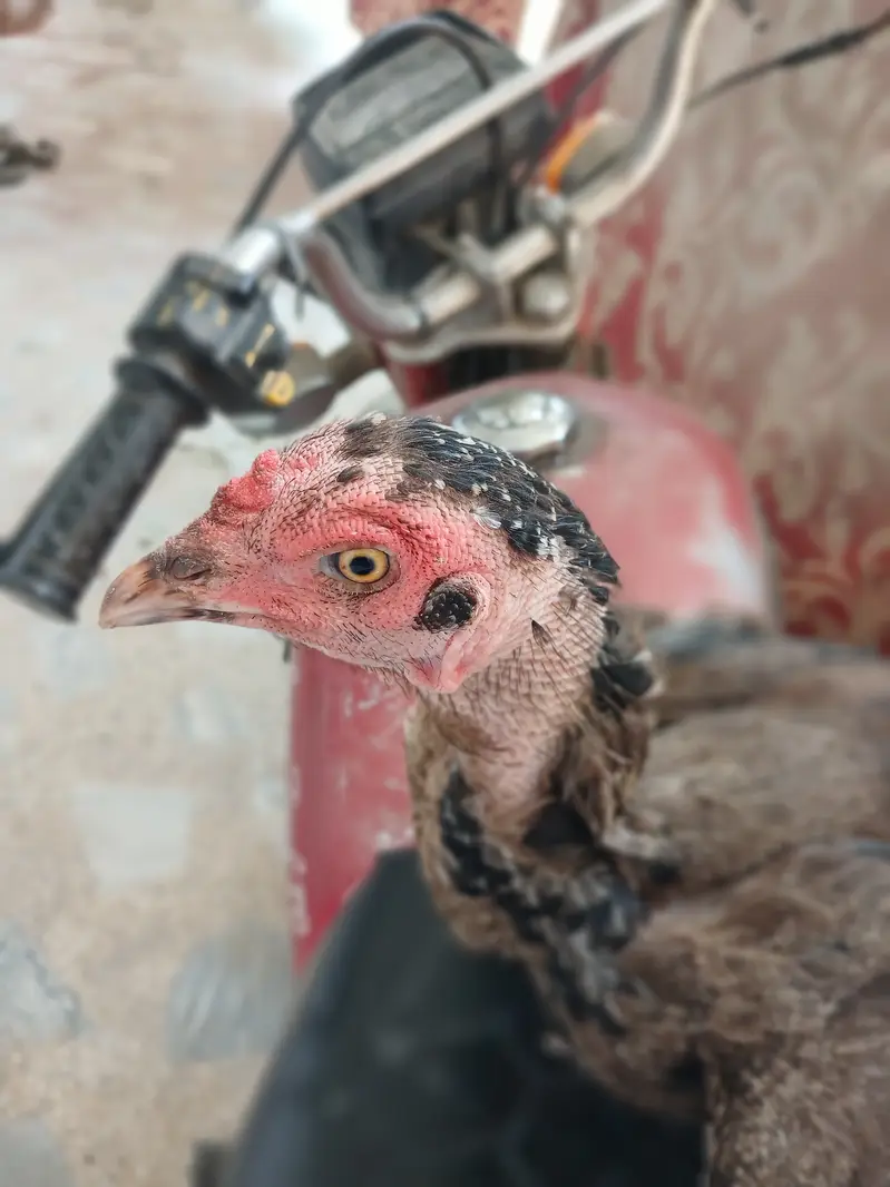  Desi/Aseel Murghi for Sale – Healthy & Active – Peshawar — photo 2
