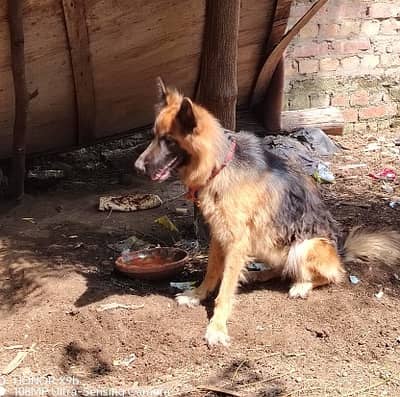 German shephered breeder female | GSD female | long coat | dog