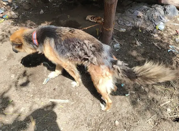 German shephered breeder female | GSD female | long coat | dog — photo 2