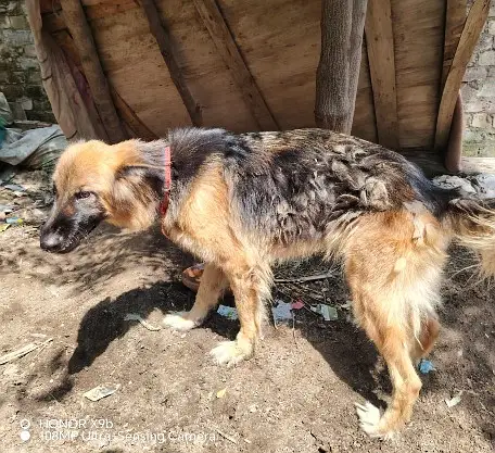 German shephered breeder female | GSD female | long coat | dog — photo 3