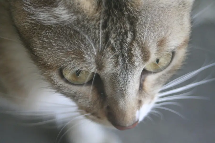 Cat with 2 babies For Adoption — photo 2
