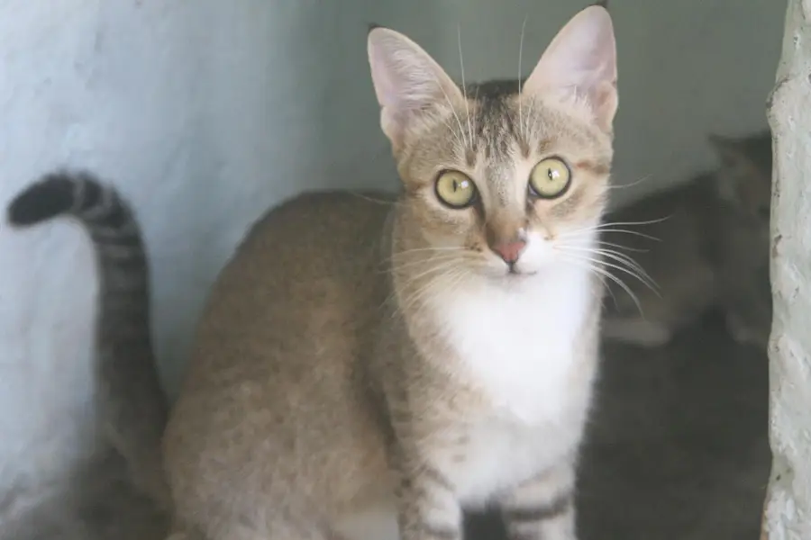 Cat with 2 babies For Adoption — photo 3